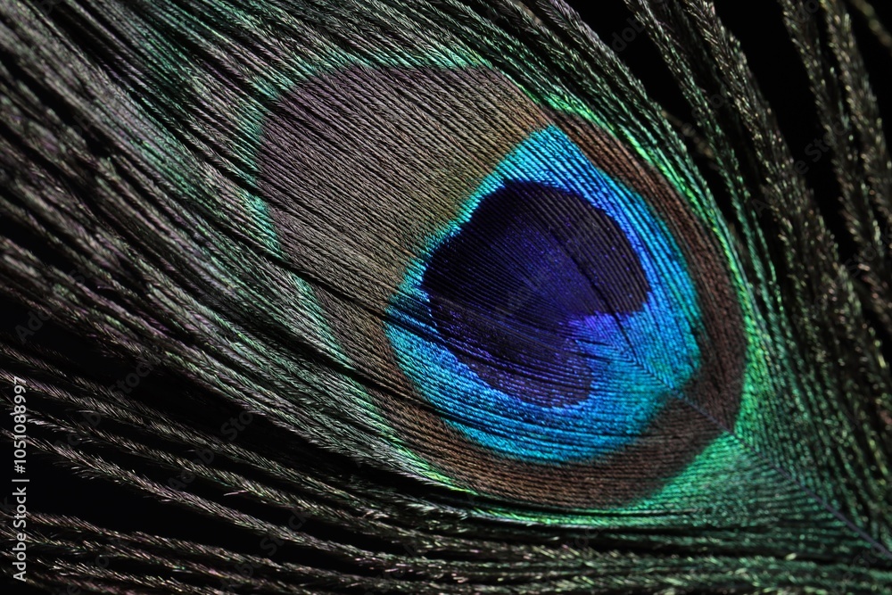 Fototapeta premium One beautiful peacock feather on black background, closeup