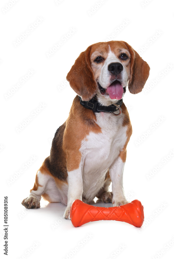 Cute dog with toy isolated on white. Playful pet Cute dog with toy isolated on white. Playful pet