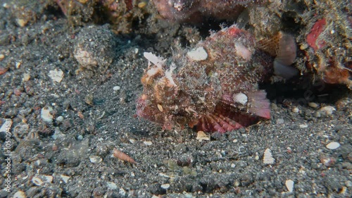 A small scorpion fish sits motionless in ambush, camouflaged as a stone. Northern Scorpionfish (Parascorpaena picta) 16 cm. ID: bars on lips, red bands on iris. photo