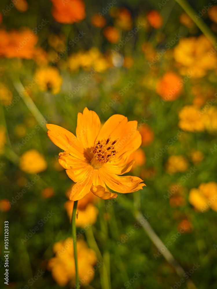 yellow cosmos sulphureus blossoms with stamens and petals in the sunny day in the garden yellow cosmos sulphureus blossoms with stamens and petals in the sunny day in the garden