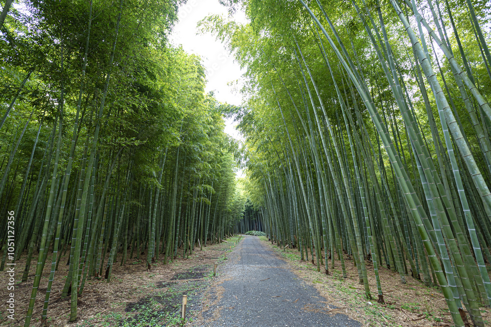 Obraz premium 若竹の杜 栃木県宇都宮市