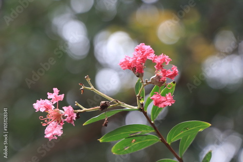 少しだけ残ったピンクのサルスベリの花