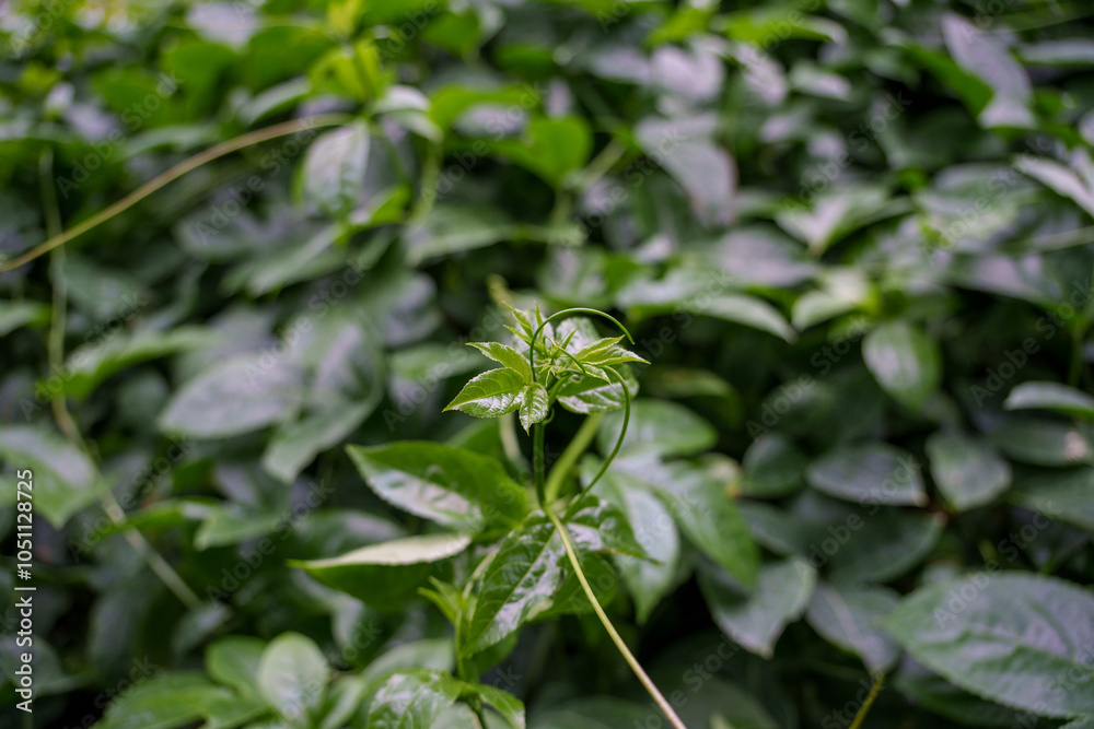 Close-up photo of young green leaves growing Close-up photo of young green leaves growing