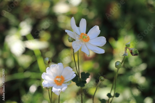 ２輪の白いシュウメイギクの花