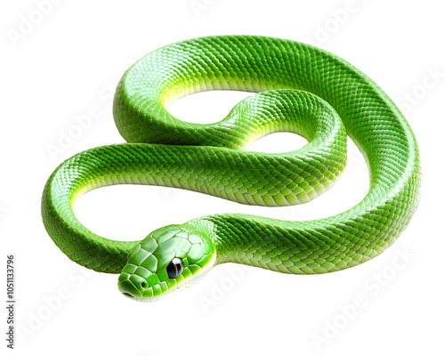 Vibrant green snake with smooth scales, Transparent PNG,  clipping path