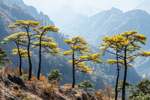 A group of yellow pine trees growing on the mountain, surrounded by high mountains and lush vegetation in autumn. photo