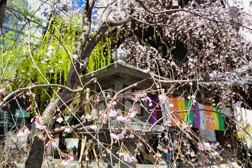 京都　頂法寺　六角堂　咲き始めの美しい枝垂れ桜（しだれ桜）　日本京都府京都市　
Beautiful weeping cherry blossoms just beginning to bloom at Chohoji Temple Rokkakudo in Kyoto (Kyoto City, Kyoto Prefecture, Japan)
 photo