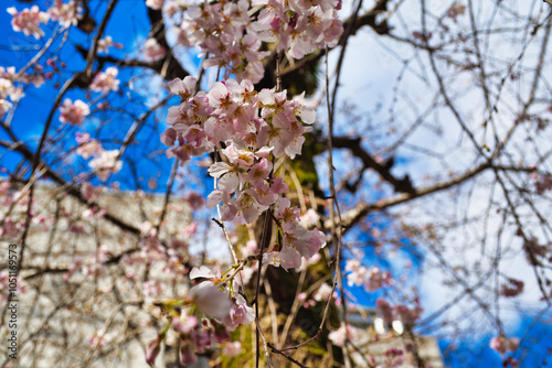 京都　頂法寺　六角堂　咲き始めの美しい枝垂れ桜（しだれ桜）コピースペースあり　日本京都府京都市　Beautiful weeping cherry blossoms just beginning to bloom at Chohoji Temple Rokkakudo in Kyoto with copy space (Kyoto City, Kyoto Prefecture, Japan) photo