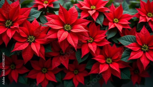 Red Poinsettia Flowers