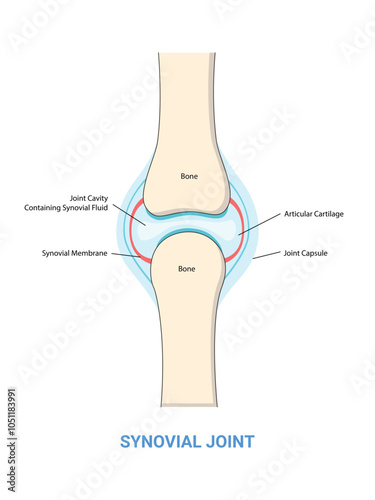 Synovial joint structure diagram illustration. Human medical science education