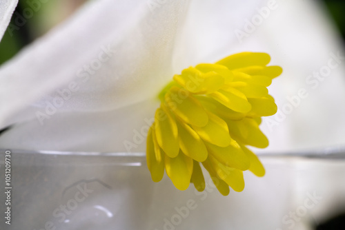 Closeup of male flower of begonia (Begonia sp.) in Japan