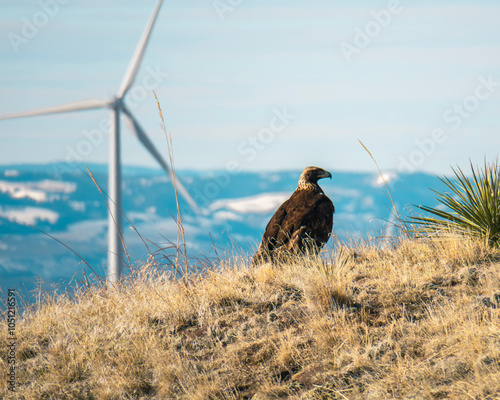 Eagle on windfarm by turbine
