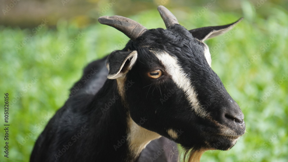 The Goat : A lone goat grazes peacefully on a lush, green field, its head lowered, nibbling tender grass under a bright, clear sky. The Goat : A lone goat grazes peacefully on a lush, green field, its head lowered, nibbling tender grass under a bright, clear sky.