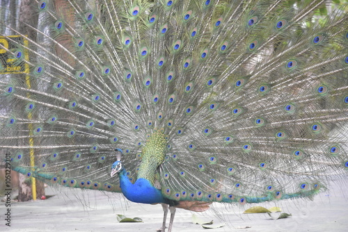 Wonderful and beautiful Peacock or Pavo cristatus displaying its colorful tail feathers. The green peafowl (Pavo muticus) or Indonesian peafowl or Java Green Peacock (Pavo muticus) potrait. photo