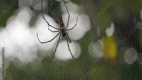 Photos Spider : A spider weaves an intricate web, moving gracefully, spinning silk with precision, creating a delicate, symmetrical trap for unsuspecting prey