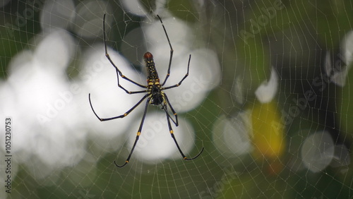 Photos Spider : A spider weaves an intricate web, moving gracefully, spinning silk with precision, creating a delicate, symmetrical trap for unsuspecting prey