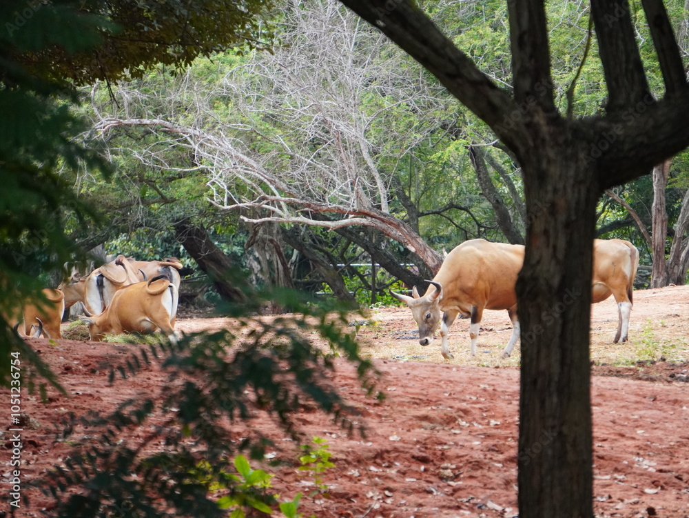 Banteng Herd Feeding in EnclosureBanteng Herd Feeding in Enclosure. Banteng Herd Feeding in EnclosureBanteng Herd Feeding in Enclosure.