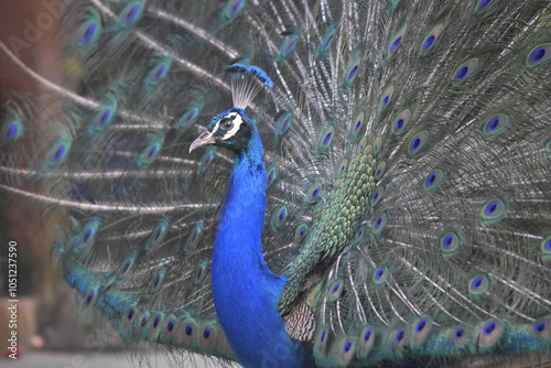 Wonderful and beautiful Peacock or Pavo cristatus displaying its colorful tail feathers. The green peafowl (Pavo muticus) or Indonesian peafowl or Java Green Peacock (Pavo muticus) potrait. photo