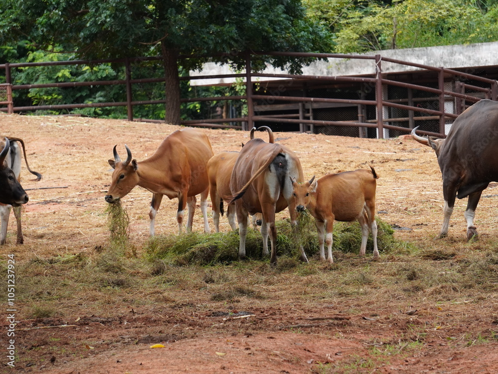 Banteng Herd Feeding in EnclosureBanteng Herd Feeding in Enclosure. Banteng Herd Feeding in EnclosureBanteng Herd Feeding in Enclosure.