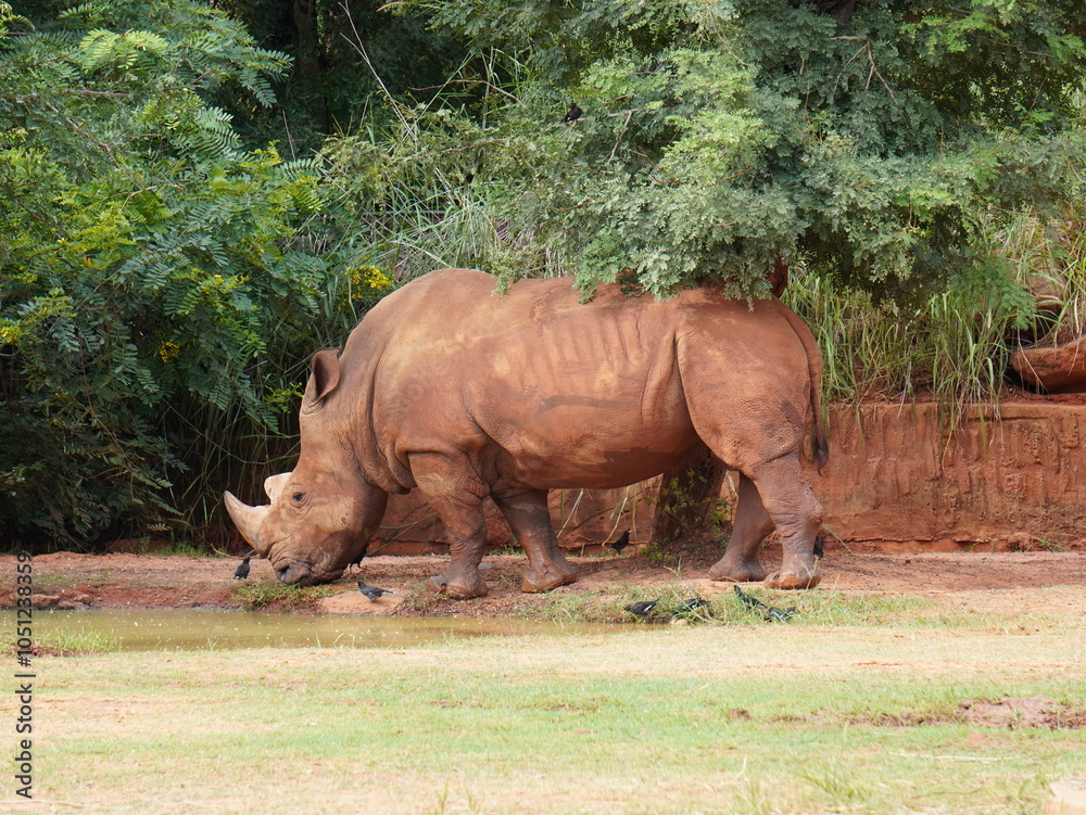 Naklejka premium The white rhinoceros or square-lipped rhinoceros is the largest living rhinoceros species, grazing on green grasslands.