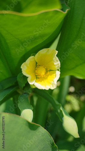 Limnocharis flava flower photo