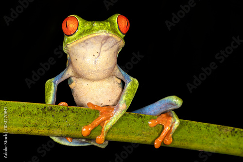 Red-eyed tree frog (Agalychnis callidryas), Costa Rica, Sarapiqui region. Selective focus on frog's eyes photo