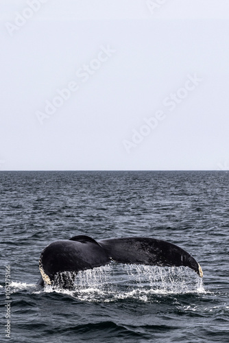 Water falling off of whale's tail