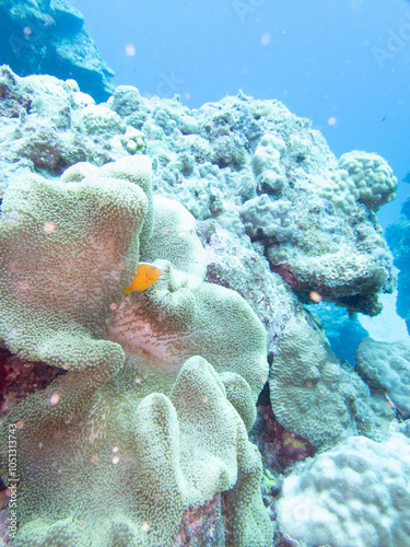 Orange anemonefish in Stichodactyla haddoni photo