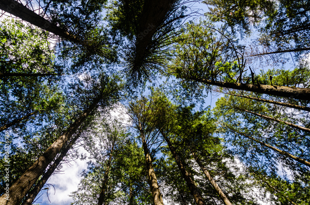 Fototapeta premium Vertical view of large old pine trees canopy in a dense evergreen forest