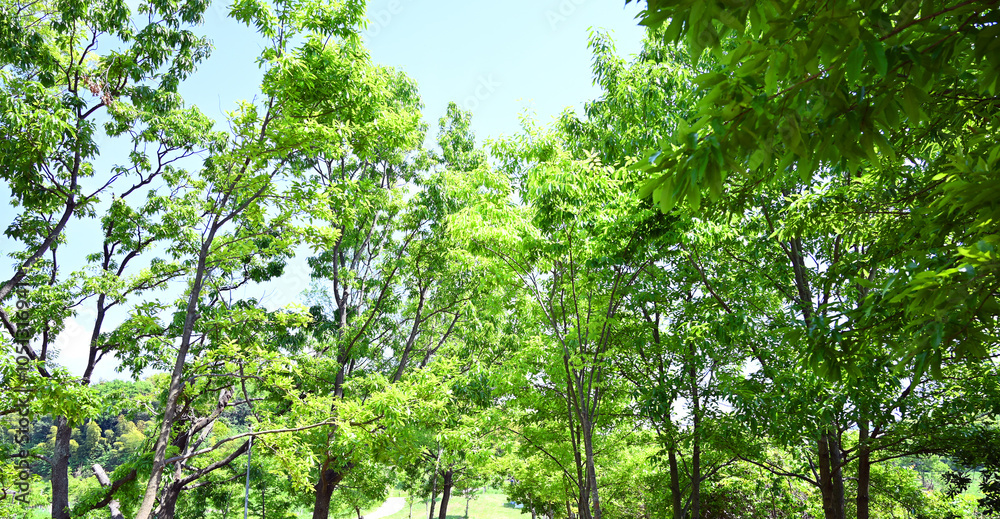 Fototapeta premium 空気をきれいにする公園の緑01
