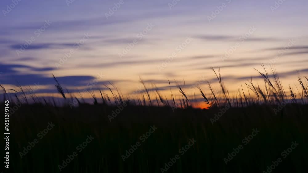 Purple and orange sunset over a field of tall grass Purple and orange sunset over a field of tall grass