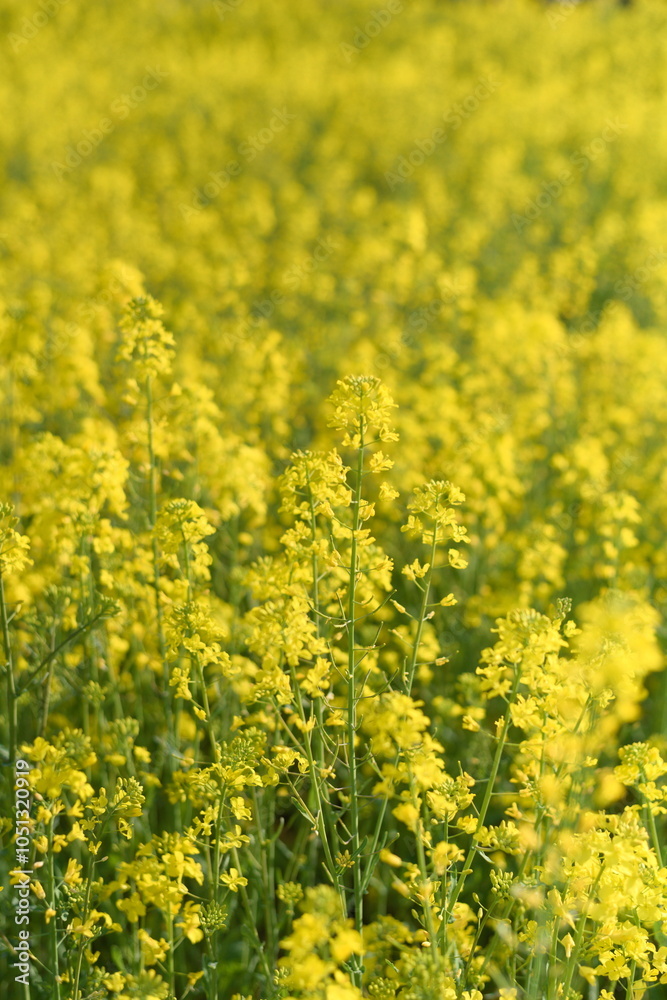 Obraz premium 真っ黄色に咲く菜の花。4月、5月に見られる春の花。