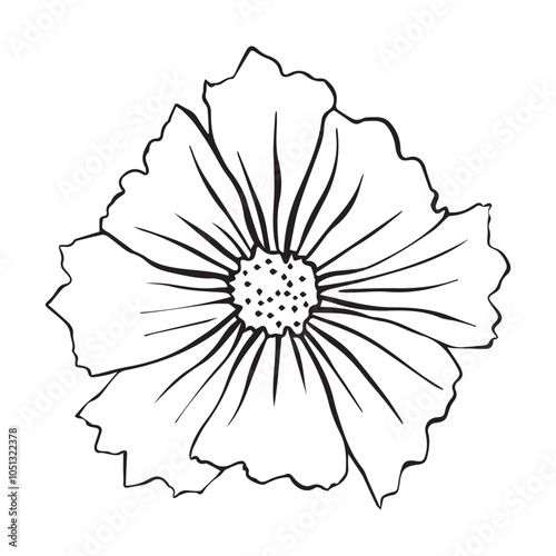 Vector illustration of cosmos flower. Cosmos flower for your design