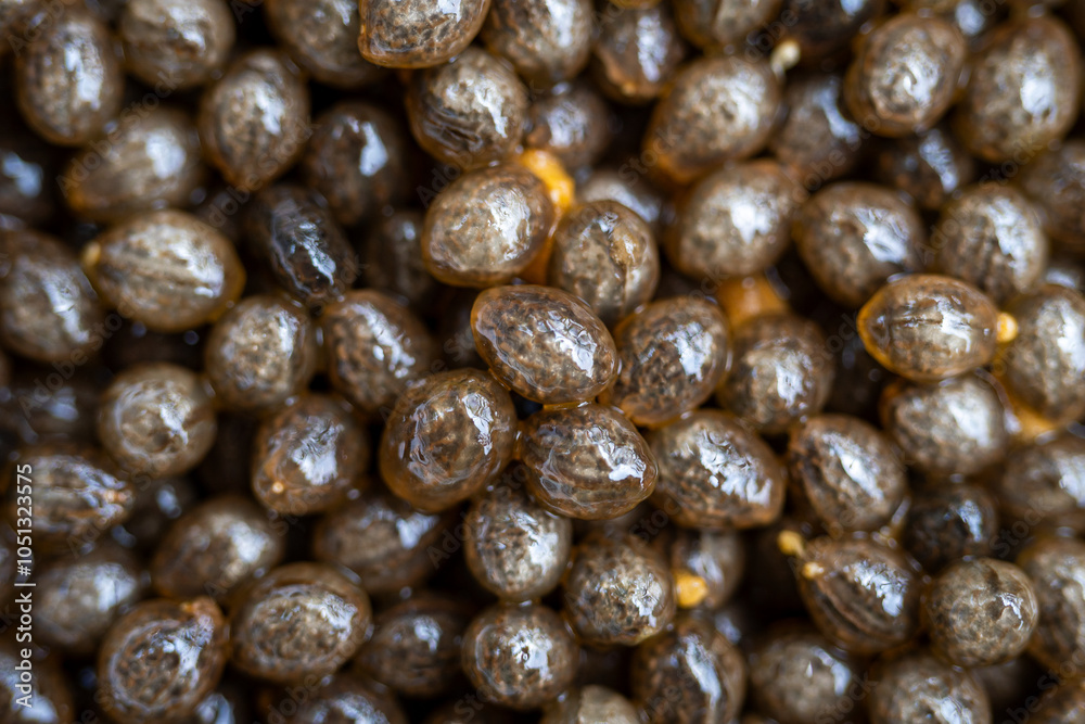 Obraz premium papaya seeds