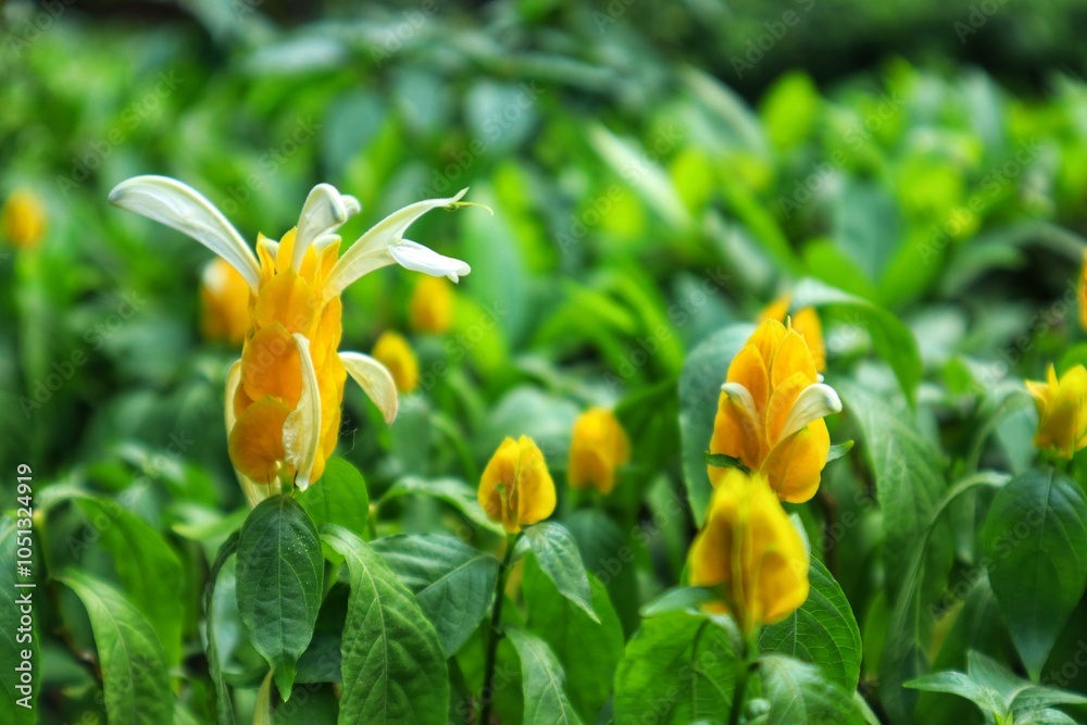 Fototapeta premium The golden wax plant or Pachystachys lutea, or lollipop plant is a tropical evergreen shrub. With a close look.