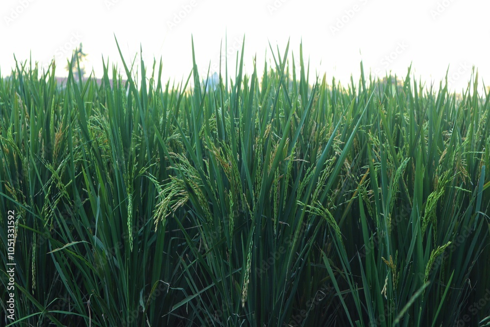 Obraz premium Rice plants or Oryza sativa L which are still green are in the milk ripening stage, in a rice field.
