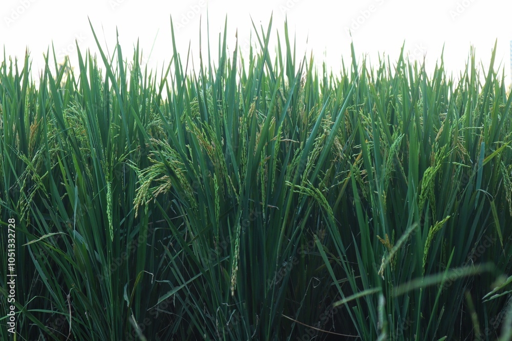 Fototapeta premium Rice plants or Oryza sativa L which are still green are in the milk ripening stage, in a rice field.