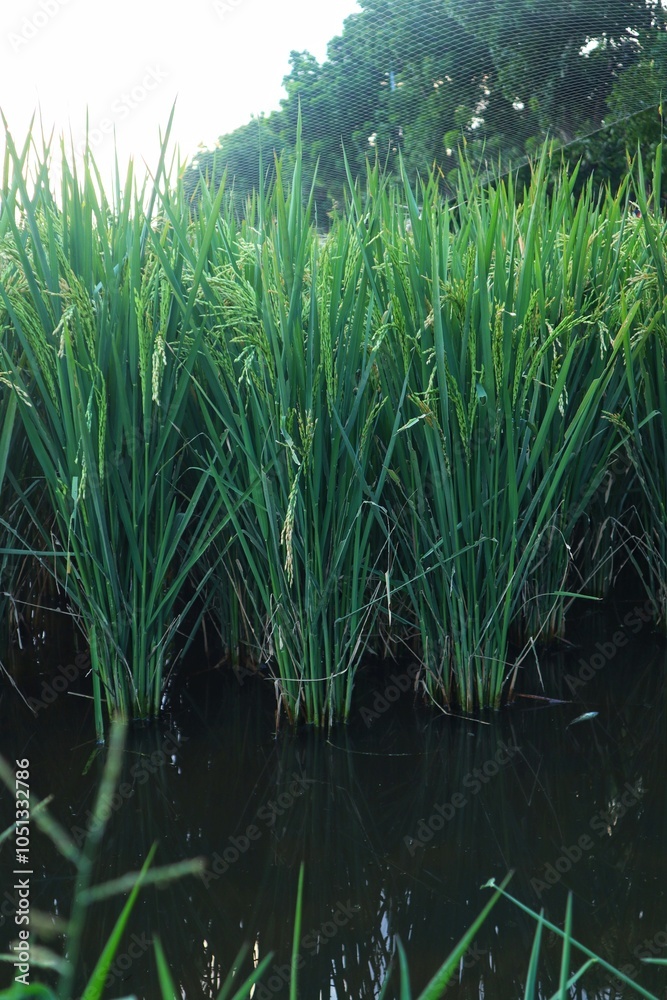 Fototapeta premium Rice plants or Oryza sativa L which are still green are in the milk ripening stage, in a rice field.