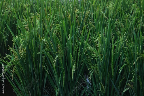Bilde på lerret Rice plants or Oryza sativa L which are still green are in the milk ripening stage, in a rice field