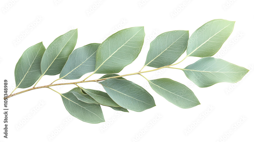 Fresh bay leaves on branch, showcasing their vibrant green color and smooth texture, perfect for culinary use or herbal decoration Fresh bay leaves on branch, showcasing their vibrant green color and smooth texture, perfect for culinary use or herbal decoration