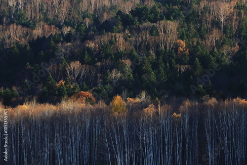 晩秋　夕日に照らされる紅葉の木々