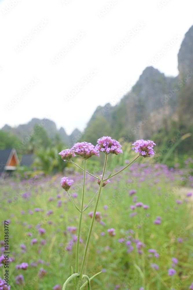 Obraz premium A field of purple flowers with a house in the background