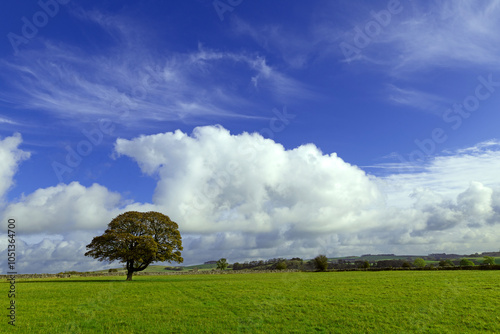 The solitary tree in Alstonefield, Derbyshire. photo