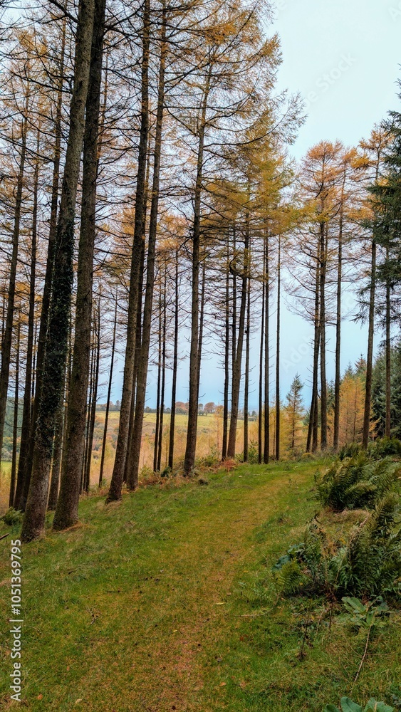 Hiking trail in the autumn pine trees forest at Slieve Bloom Mountains, Forelacka, Kinnitty, Co. Offaly, nature background