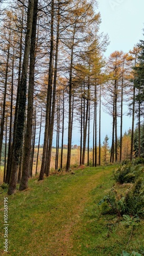 Obraz na płótnie Hiking trail in the autumn pine trees forest at Slieve Bloom Mountains, Forelacka, Kinnitty, Co. Offaly, nature background w salonie