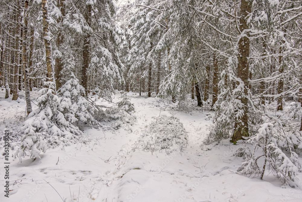 Footpath in a snowy spruce forest a cold winter day Footpath in a snowy spruce forest a cold winter day
