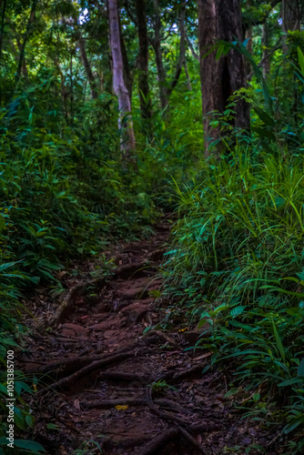 A winding path through a lush green forest with tall trees.