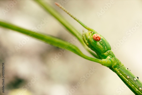 Didymuria violescens, the spur legged phasmid, also known as the violet-winged stick insect, or violet-winged phasma, is a common phasmid native to Australia. photo