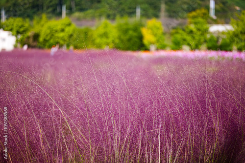 Pink Mulley Garden photo