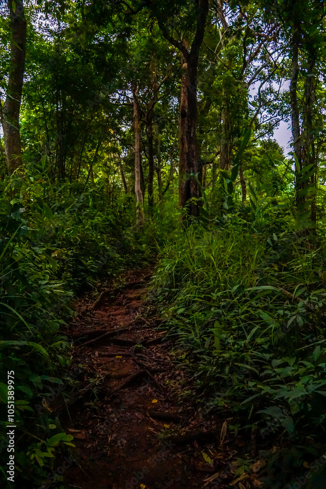 Fototapeta premium A lush green forest path surrounded by towering trees and dense foliage.
